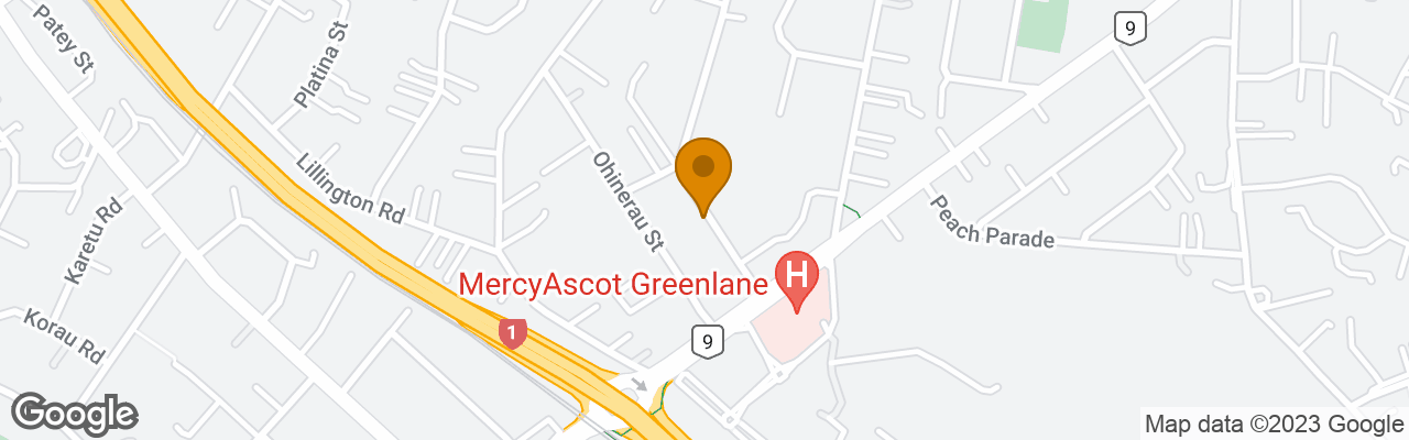 Auckland Phoenix Palm